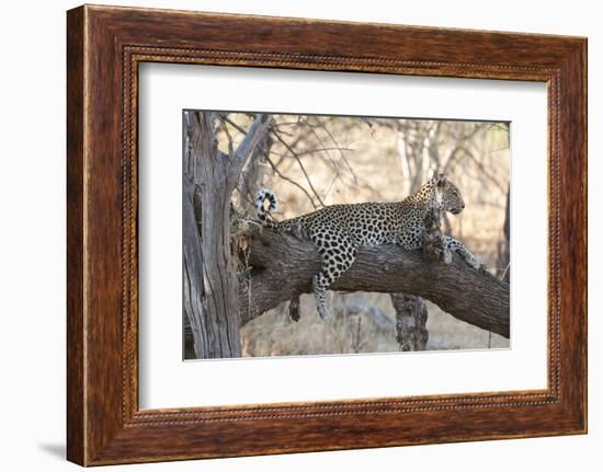 Leopard (Panthera Pardus), Okavango Delta, Botswana, Africa-Sergio Pitamitz-Framed Photographic Print