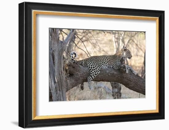 Leopard (Panthera Pardus), Okavango Delta, Botswana, Africa-Sergio Pitamitz-Framed Photographic Print