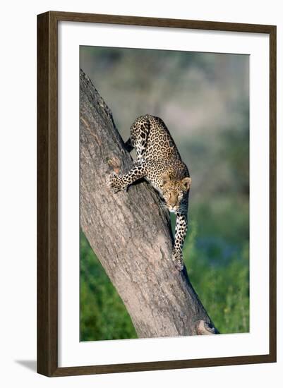 Leopard (Panthera pardus) on tree, Ndutu, Ngorongoro Conservation Area, Tanzania-null-Framed Photographic Print