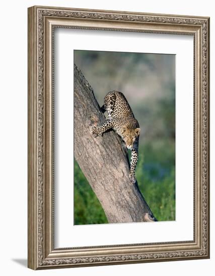 Leopard (Panthera pardus) on tree, Ndutu, Ngorongoro Conservation Area, Tanzania-null-Framed Photographic Print