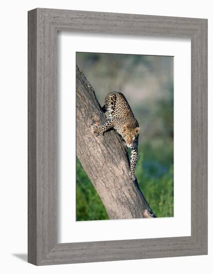 Leopard (Panthera pardus) on tree, Ndutu, Ngorongoro Conservation Area, Tanzania-null-Framed Photographic Print