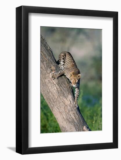 Leopard (Panthera pardus) on tree, Ndutu, Ngorongoro Conservation Area, Tanzania-null-Framed Photographic Print