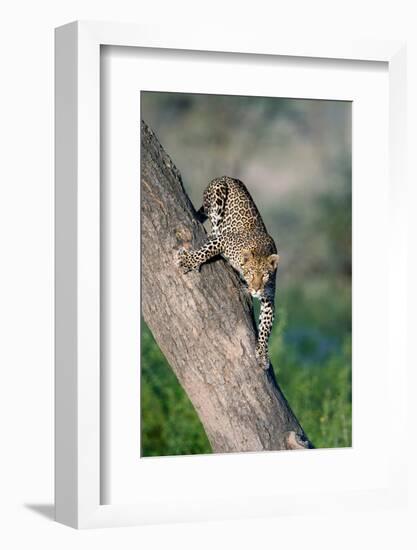 Leopard (Panthera pardus) on tree, Ndutu, Ngorongoro Conservation Area, Tanzania-null-Framed Photographic Print