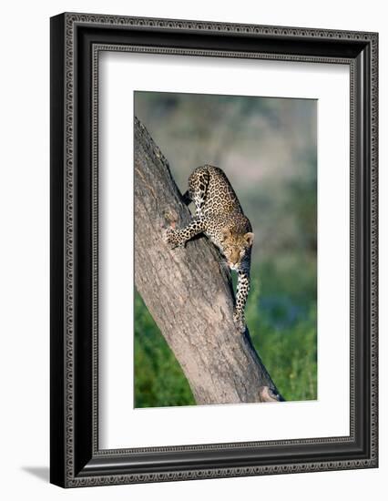 Leopard (Panthera pardus) on tree, Ndutu, Ngorongoro Conservation Area, Tanzania-null-Framed Photographic Print