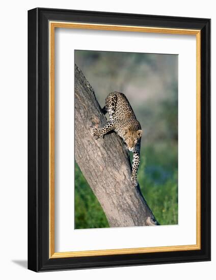 Leopard (Panthera pardus) on tree, Ndutu, Ngorongoro Conservation Area, Tanzania-null-Framed Photographic Print