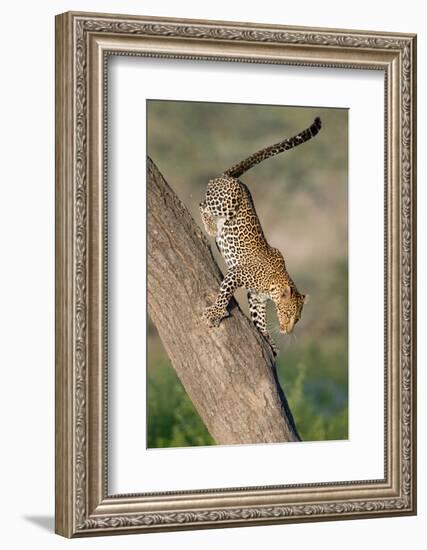 Leopard (Panthera pardus) on tree, Ndutu, Ngorongoro Conservation Area, Tanzania-null-Framed Photographic Print