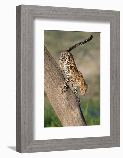 Leopard (Panthera pardus) on tree, Ndutu, Ngorongoro Conservation Area, Tanzania-null-Framed Photographic Print