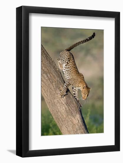 Leopard (Panthera pardus) on tree, Ndutu, Ngorongoro Conservation Area, Tanzania-null-Framed Photographic Print