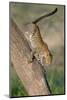 Leopard (Panthera pardus) on tree, Ndutu, Ngorongoro Conservation Area, Tanzania-null-Mounted Photographic Print