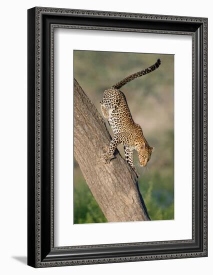 Leopard (Panthera pardus) on tree, Ndutu, Ngorongoro Conservation Area, Tanzania-null-Framed Photographic Print