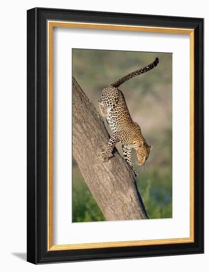 Leopard (Panthera pardus) on tree, Ndutu, Ngorongoro Conservation Area, Tanzania-null-Framed Photographic Print