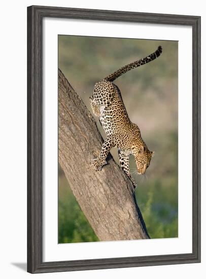 Leopard (Panthera pardus) on tree, Ndutu, Ngorongoro Conservation Area, Tanzania-null-Framed Photographic Print