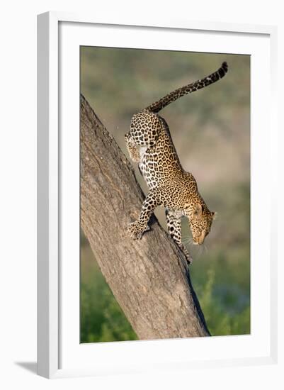 Leopard (Panthera pardus) on tree, Ndutu, Ngorongoro Conservation Area, Tanzania-null-Framed Photographic Print