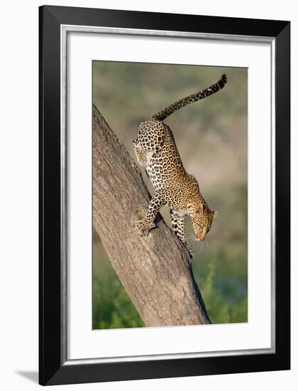 Leopard (Panthera pardus) on tree, Ndutu, Ngorongoro Conservation Area, Tanzania-null-Framed Photographic Print