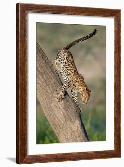 Leopard (Panthera pardus) on tree, Ndutu, Ngorongoro Conservation Area, Tanzania-null-Framed Photographic Print