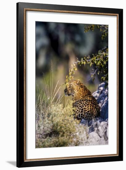 Leopard (Panthera Pardus) Resting on a Termite Mound, Moremi, Okavango Delta, Botswana, Africa-Andrew Sproule-Framed Photographic Print