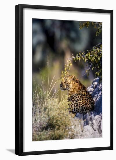 Leopard (Panthera Pardus) Resting on a Termite Mound, Moremi, Okavango Delta, Botswana, Africa-Andrew Sproule-Framed Photographic Print