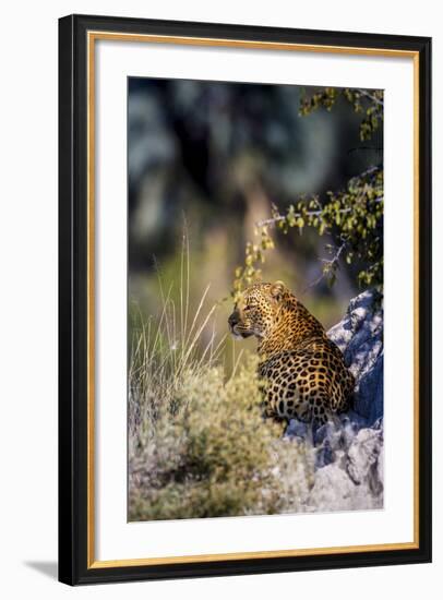 Leopard (Panthera Pardus) Resting on a Termite Mound, Moremi, Okavango Delta, Botswana, Africa-Andrew Sproule-Framed Photographic Print