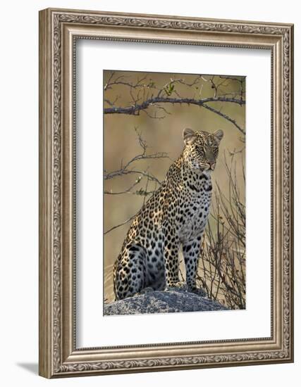 Leopard (Panthera pardus), Ruaha National Park, Tanzania, East Africa, Africa-James Hager-Framed Photographic Print