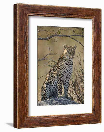 Leopard (Panthera pardus), Ruaha National Park, Tanzania, East Africa, Africa-James Hager-Framed Photographic Print