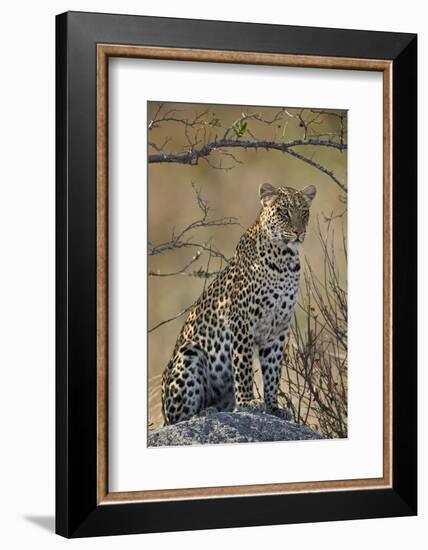 Leopard (Panthera pardus), Ruaha National Park, Tanzania, East Africa, Africa-James Hager-Framed Photographic Print