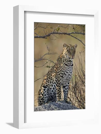 Leopard (Panthera pardus), Ruaha National Park, Tanzania, East Africa, Africa-James Hager-Framed Photographic Print