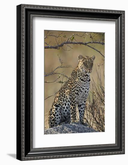 Leopard (Panthera pardus), Ruaha National Park, Tanzania, East Africa, Africa-James Hager-Framed Photographic Print