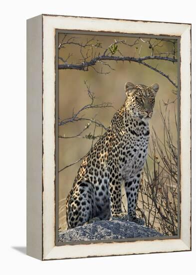 Leopard (Panthera pardus), Ruaha National Park, Tanzania, East Africa, Africa-James Hager-Framed Premier Image Canvas