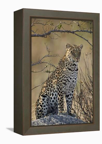 Leopard (Panthera pardus), Ruaha National Park, Tanzania, East Africa, Africa-James Hager-Framed Premier Image Canvas