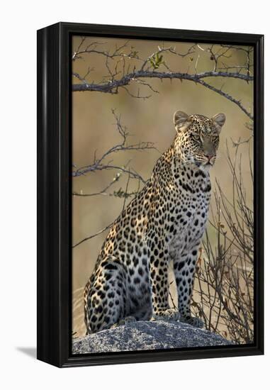 Leopard (Panthera pardus), Ruaha National Park, Tanzania, East Africa, Africa-James Hager-Framed Premier Image Canvas