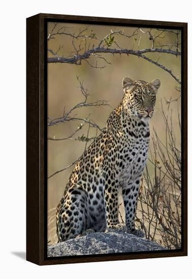 Leopard (Panthera pardus), Ruaha National Park, Tanzania, East Africa, Africa-James Hager-Framed Premier Image Canvas