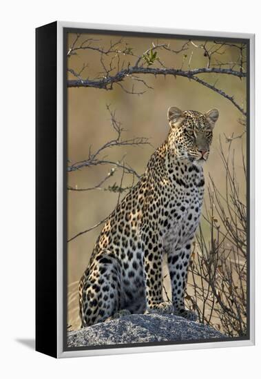 Leopard (Panthera pardus), Ruaha National Park, Tanzania, East Africa, Africa-James Hager-Framed Premier Image Canvas