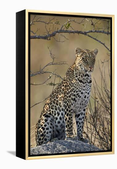 Leopard (Panthera pardus), Ruaha National Park, Tanzania, East Africa, Africa-James Hager-Framed Premier Image Canvas