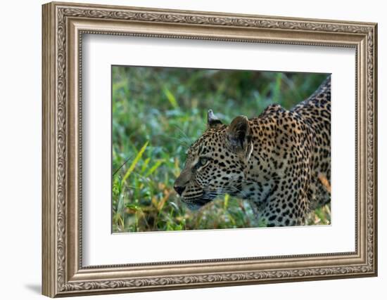 Leopard (Panthera pardus), Sabi Sands Game Reserve, South Africa, Africa-Sergio Pitamitz-Framed Photographic Print