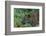 Leopard (Panthera pardus), Sabi Sands Game Reserve, South Africa, Africa-Sergio Pitamitz-Framed Photographic Print