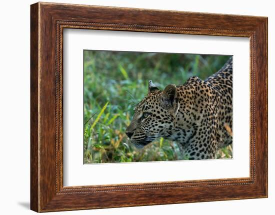 Leopard (Panthera pardus), Sabi Sands Game Reserve, South Africa, Africa-Sergio Pitamitz-Framed Photographic Print