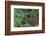 Leopard (Panthera pardus), Sabi Sands Game Reserve, South Africa, Africa-Sergio Pitamitz-Framed Photographic Print