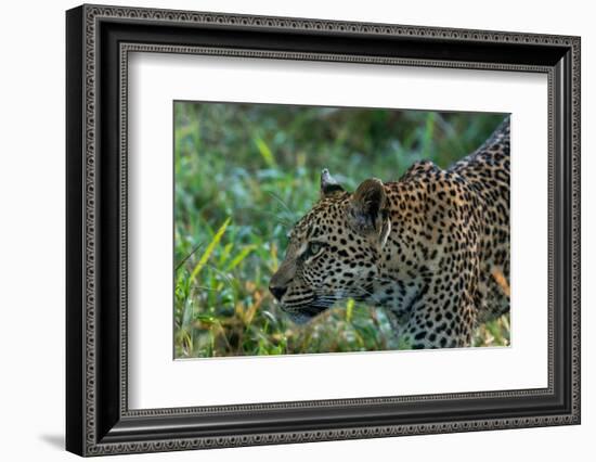 Leopard (Panthera pardus), Sabi Sands Game Reserve, South Africa, Africa-Sergio Pitamitz-Framed Photographic Print