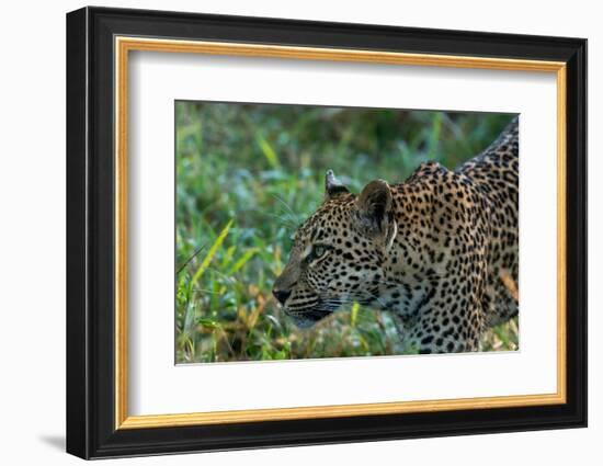 Leopard (Panthera pardus), Sabi Sands Game Reserve, South Africa, Africa-Sergio Pitamitz-Framed Photographic Print