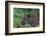 Leopard (Panthera pardus), Sabi Sands Game Reserve, South Africa, Africa-Sergio Pitamitz-Framed Photographic Print