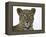 Leopard (Panthera Pardus), Samburu Game Reserve, Kenya, East Africa, Africa-James Hager-Framed Premier Image Canvas