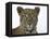 Leopard (Panthera Pardus), Samburu Game Reserve, Kenya, East Africa, Africa-James Hager-Framed Premier Image Canvas