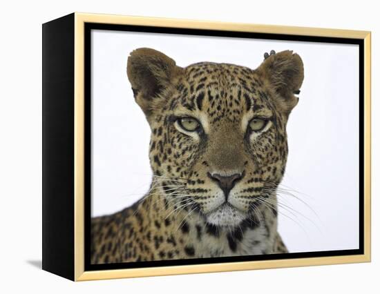 Leopard (Panthera Pardus), Samburu Game Reserve, Kenya, East Africa, Africa-James Hager-Framed Premier Image Canvas