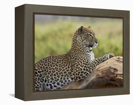 Leopard (Panthera Pardus), Samburu National Reserve, Kenya, East Africa, Africa-James Hager-Framed Premier Image Canvas