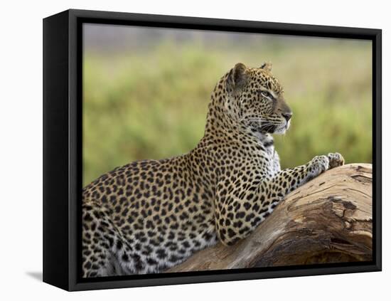 Leopard (Panthera Pardus), Samburu National Reserve, Kenya, East Africa, Africa-James Hager-Framed Premier Image Canvas