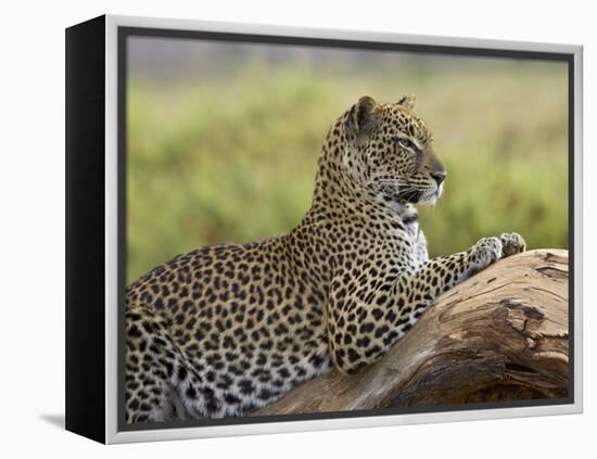 Leopard (Panthera Pardus), Samburu National Reserve, Kenya, East Africa, Africa-James Hager-Framed Premier Image Canvas