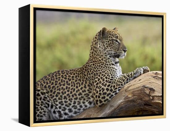 Leopard (Panthera Pardus), Samburu National Reserve, Kenya, East Africa, Africa-James Hager-Framed Premier Image Canvas