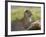 Leopard (Panthera Pardus), Samburu National Reserve, Kenya, East Africa, Africa-James Hager-Framed Photographic Print