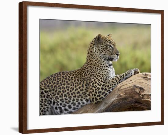 Leopard (Panthera Pardus), Samburu National Reserve, Kenya, East Africa, Africa-James Hager-Framed Photographic Print