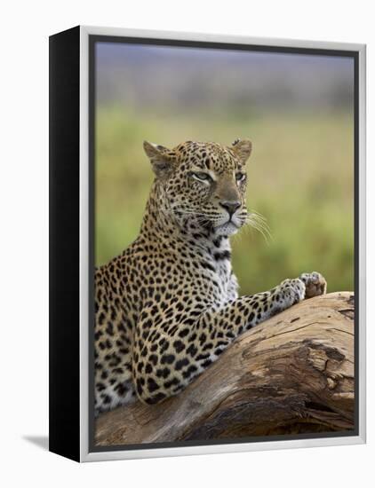 Leopard (Panthera Pardus), Samburu National Reserve, Kenya, East Africa, Africa-James Hager-Framed Premier Image Canvas